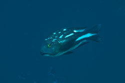 BD-130711-Maldives-0215-Macolor-macularis.-Fowler.-1931-[Midnight-snapper].jpg